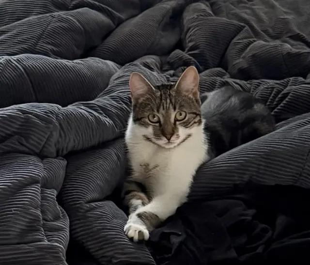 chatte lost    Mulhouse Tiya