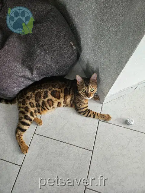 chatte lost    Mulhouse Yoshi