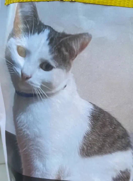 Chatte Perdue 68 Haut-Rhin Mulhouse Chatte Perdue 68 Haut-Rhin Mulhouse