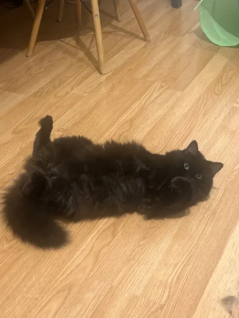 chatte lost    Mulhouse Zeytin