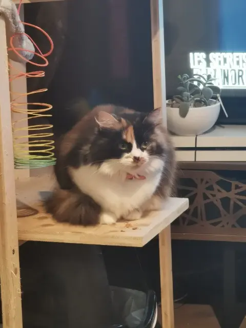 chatte lost   68500 Guebwiller Mya