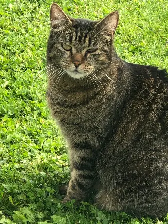 Chatte Perdue 68 Haut-Rhin - Myrtille Chatte Perdue 68 Haut-Rhin - Myrtille