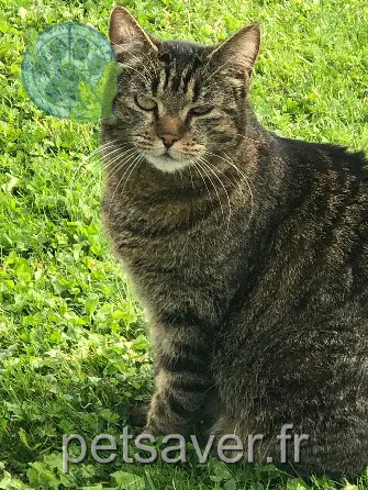 Chatte Perdue 68 Haut-Rhin - Myrtille Chatte Perdue 68 Haut-Rhin - Myrtille