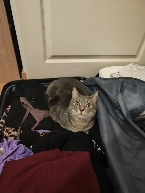 Katze vermisst 68000 Colmar Nala Katze lost 68000 Colmar Nala