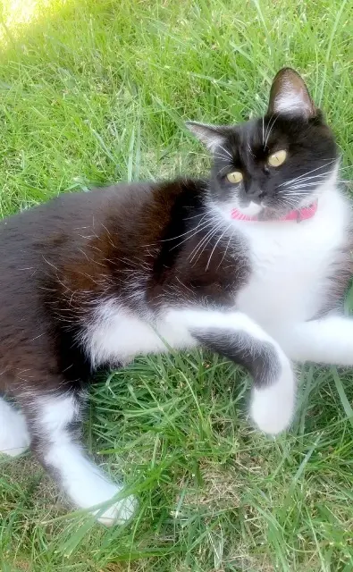 chatte lost   68270 Wittenheim Nala