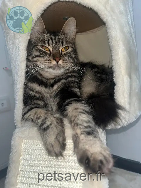 kat vermist 68320 Durrenentzen Nala kat lost 68320 Durrenentzen Nala