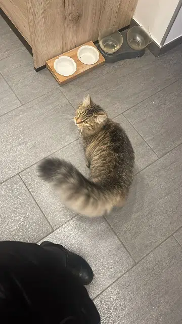 chatte lost   68390 Sausheim Nala