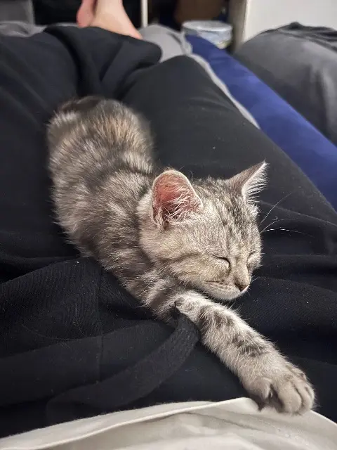 Katze vermisst 68000 Colmar Nala Katze lost 68000 Colmar Nala