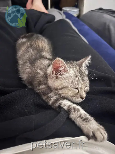 cat lost 68000 Colmar Nala cat lost 68000 Colmar Nala