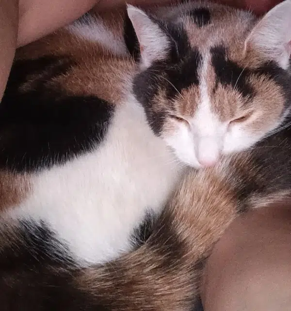 chatte lost   68120 Pfastatt Nala