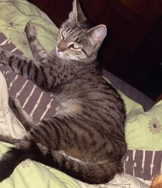 chatte lost   68660 Rombach-le-Franc Nala