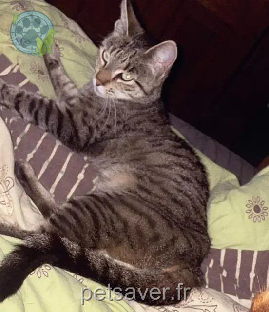 Katze vermisst 68660 Rombach-le-Franc Nala Katze lost 68660 Rombach-le-Franc Nala