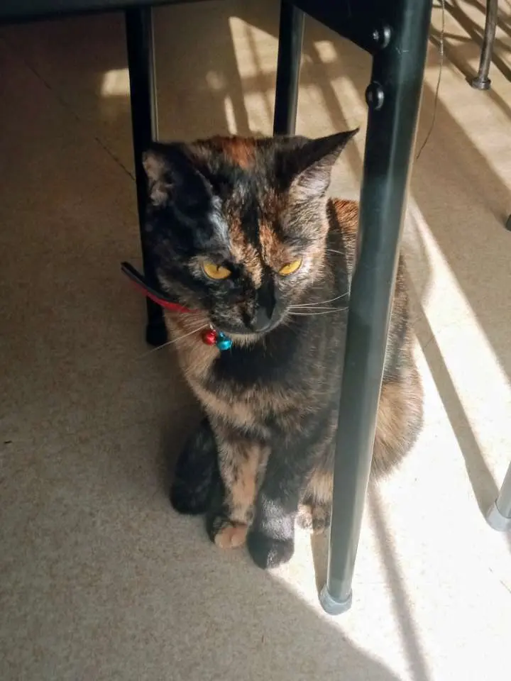 Chatte Perdue 68 Haut-Rhin - Nala Chatte Perdue 68 Haut-Rhin - Nala