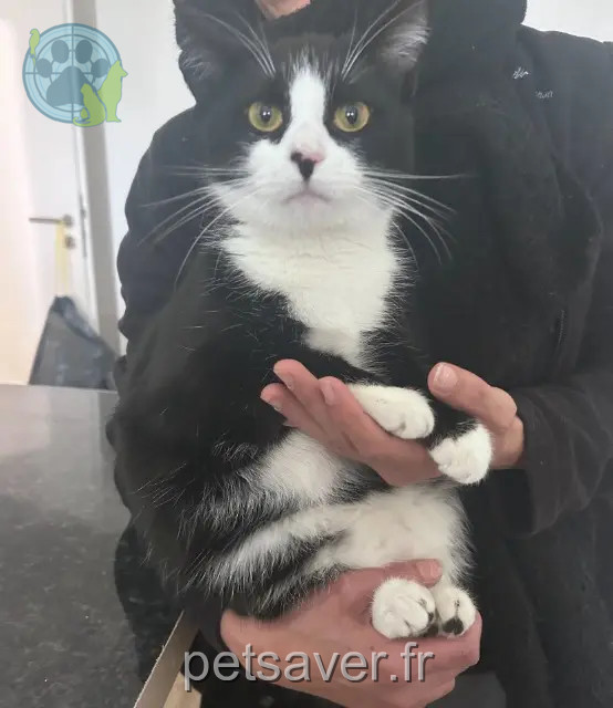 Katze vermisst 68270 Wittenheim Nanou Katze lost 68270 Wittenheim Nanou