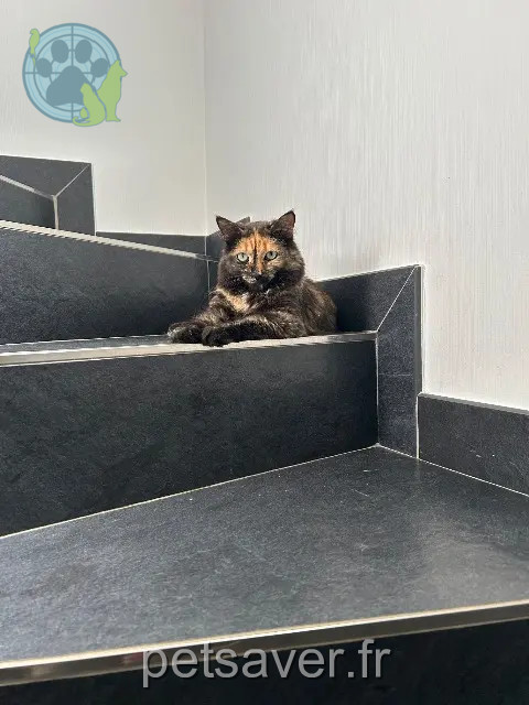 chatte perdue 68730 Blotzheim Neytiri chatte lost 68730 Blotzheim Neytiri