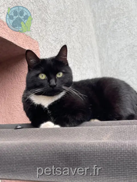 kat vermist 68000 Colmar Nil kat lost 68000 Colmar Nil