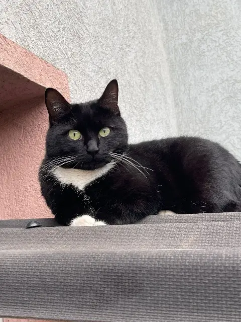 chatte lost   68000 Colmar Nil