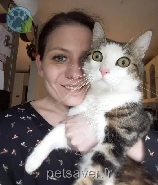 gatta persa Ammerschwihr Nina gatta lost Ammerschwihr Nina