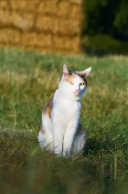 chatte lost   68000 Colmar Nour