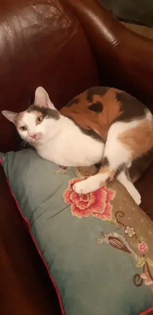 chatte lost   68000 Colmar Nour