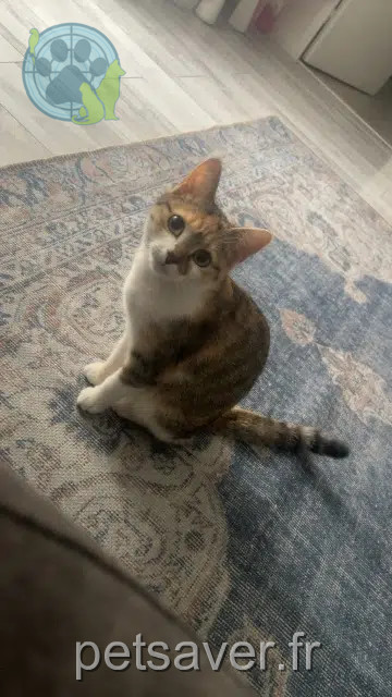 chatte lost   68170 Rixheim Nova