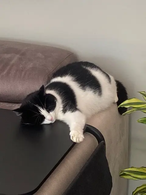 chatte lost   68490 Hombourg Nova