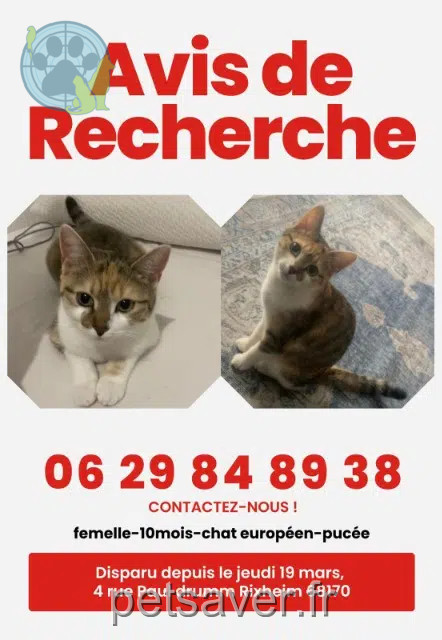 chatte lost   68170 Rixheim Nova