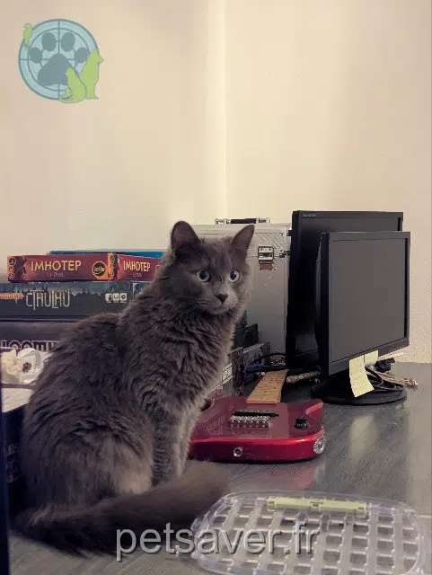 chatte lost 68000 Colmar Nyx