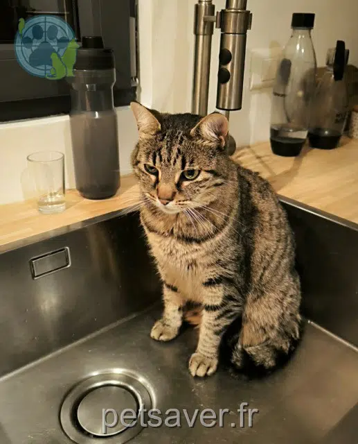 gata lost   68230 Turckheim Ollie