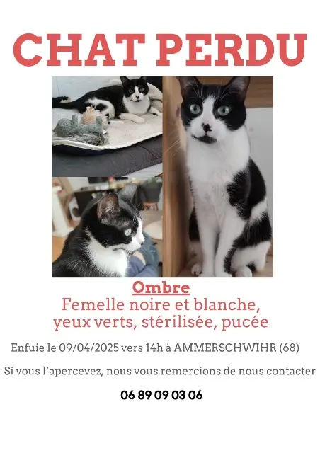 Katze lost    Ammerschwihr Ombre