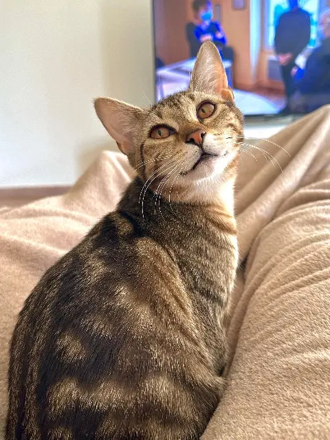 chatte lost   68220 Folgensbourg Opale