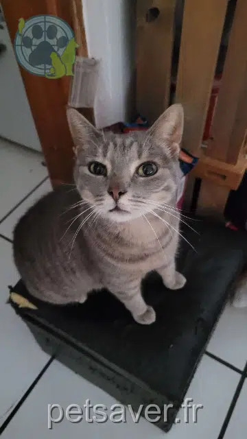 Katze lost   68130 Altkirch Ophelia