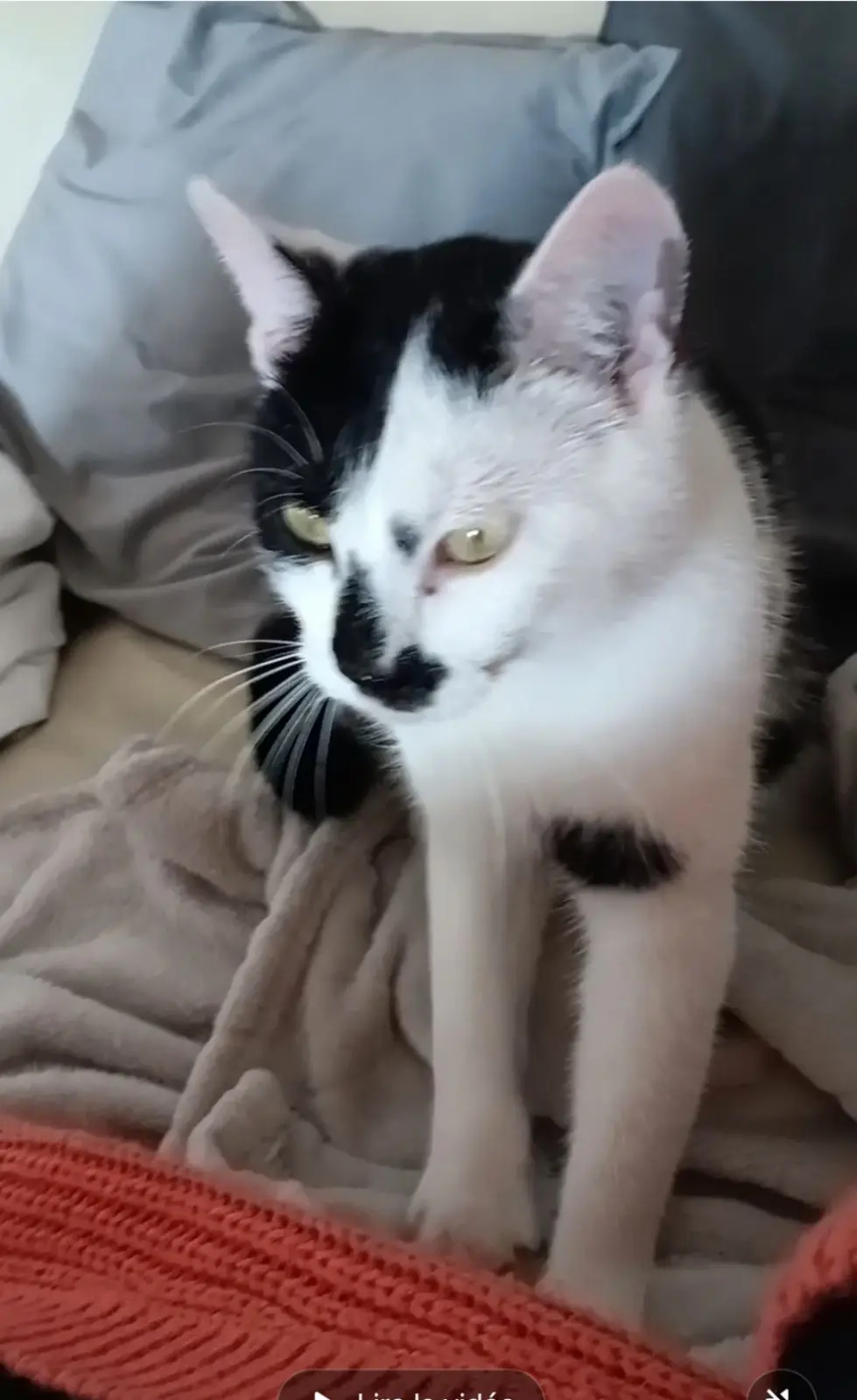 Chatte Perdue 68 Haut-Rhin - Oreo Chatte Perdue 68 Haut-Rhin - Oreo