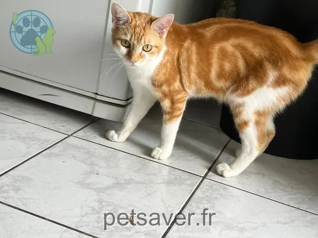 Katze vermisst 68260 Kingersheim Orouge Katze lost 68260 Kingersheim Orouge