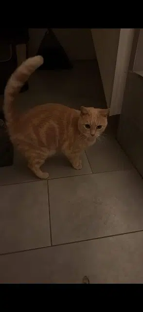 chatte lost   68310 Wittelsheim Oxa