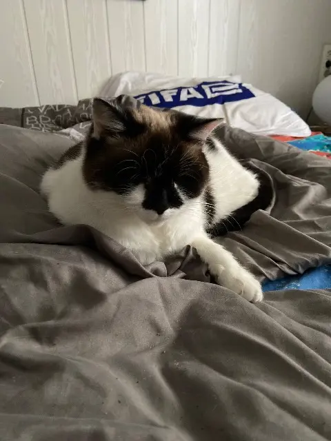 chatte lost   68990 Heimsbrunn Pearl