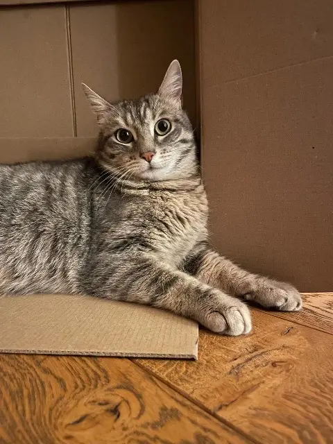 chatte lost   68400 Riedisheim Penelope