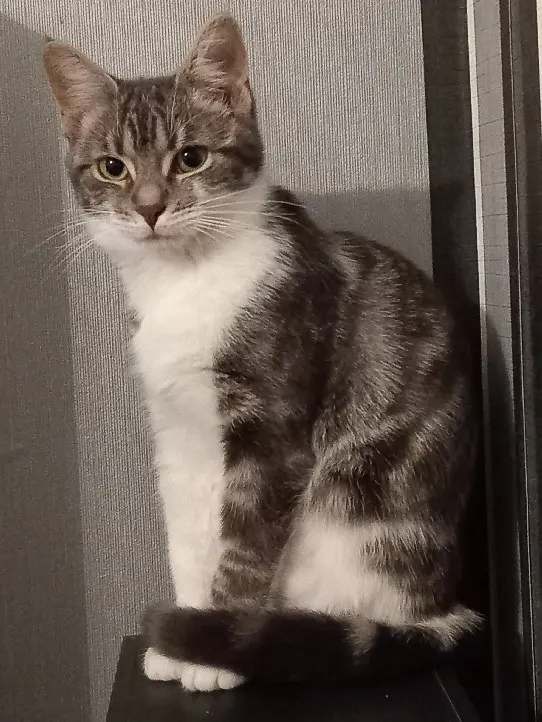 Chatte Perdue 68 Haut-Rhin - Pepette Chatte Perdue 68 Haut-Rhin - Pepette