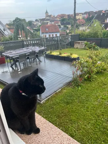 Chatte Perdue 68 Haut-Rhin - Pepette Chatte Perdue 68 Haut-Rhin - Pepette