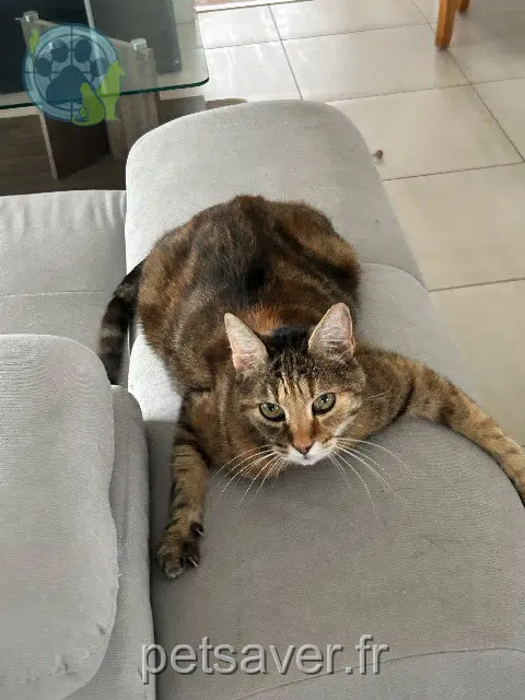 chatte lost 68000 Colmar Pistache