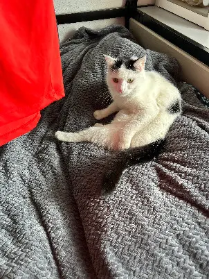 Chatte Perdue 68 Haut-Rhin - Plume Chatte Perdue 68 Haut-Rhin - Plume