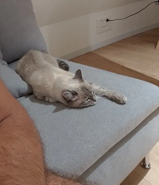 chatte lost    Ammerschwihr Plume