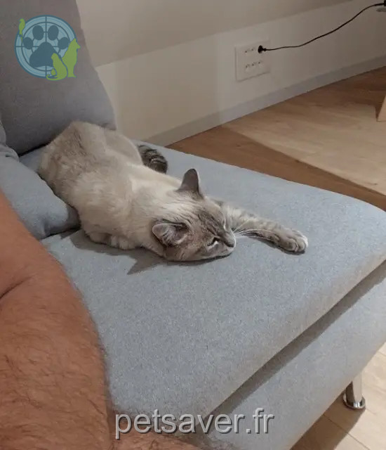 chatte perdue Ammerschwihr Plume chatte lost Ammerschwihr Plume