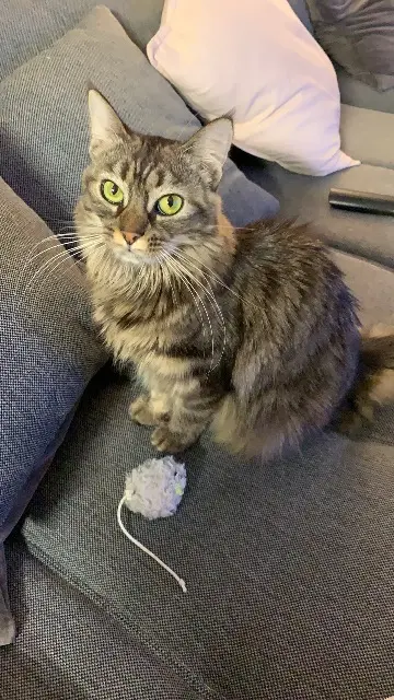 chatte lost   68730 Michelbach-le-Bas Plume