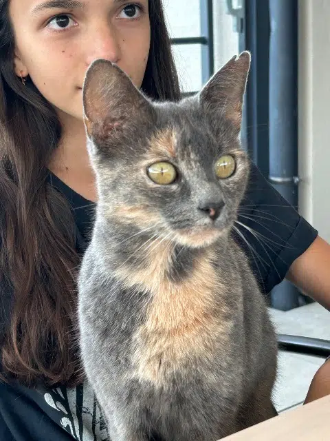 chatte lost   68130 Hausgauen Pomme