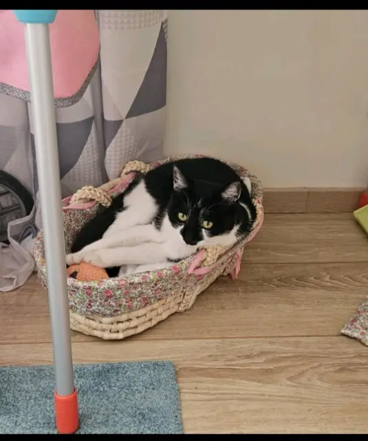 chatte lost   68320 Muntzenheim Poppy
