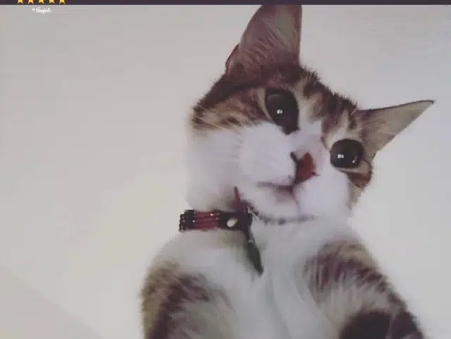 chatte lost   68320 Porte-du-Ried Gaya