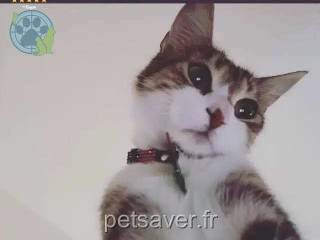 chatte lost   68320 Porte-du-Ried Gaya