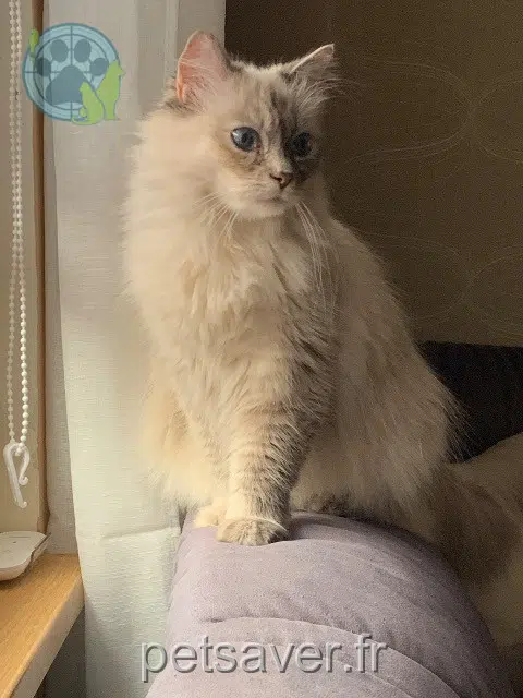 gata lost 68480 Sondersdorf Poupoune