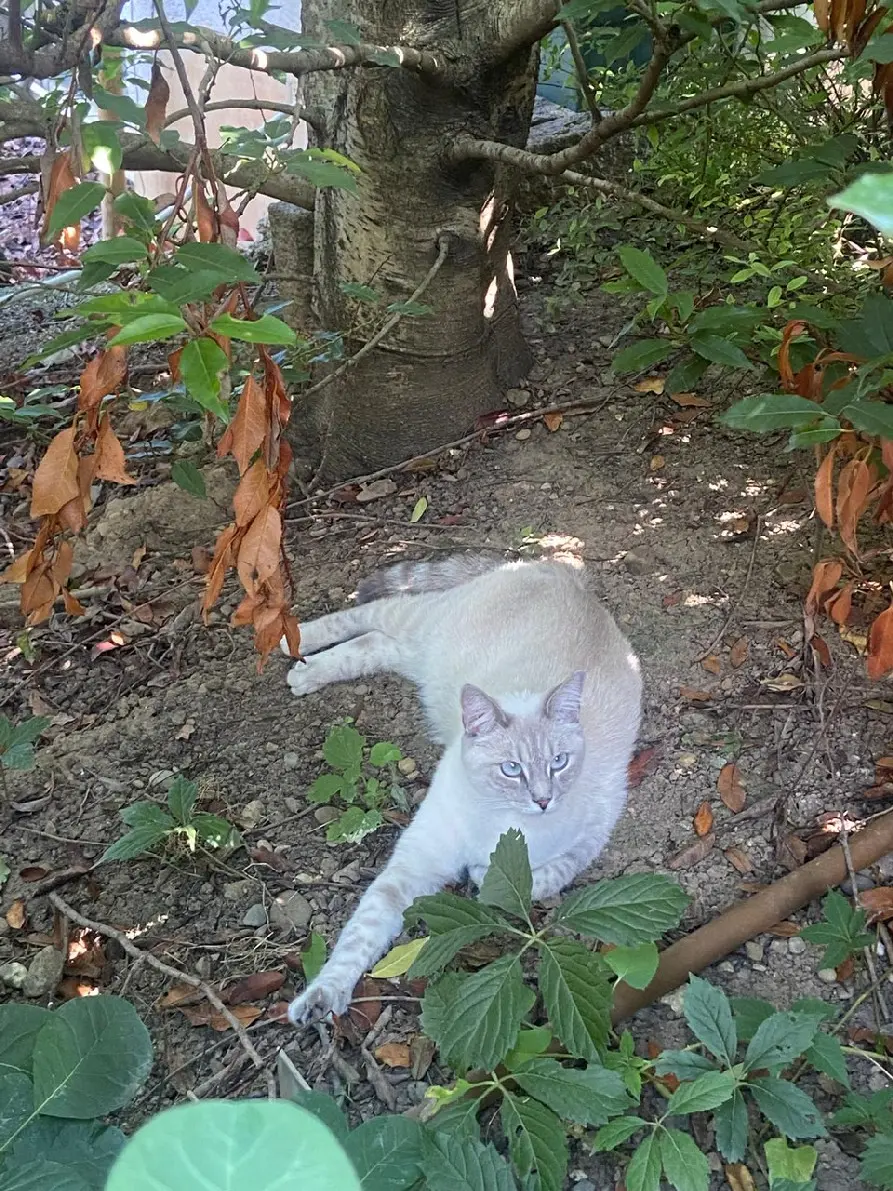 Chatte Perdue 68 Haut-Rhin - Praline Chatte Perdue 68 Haut-Rhin - Praline